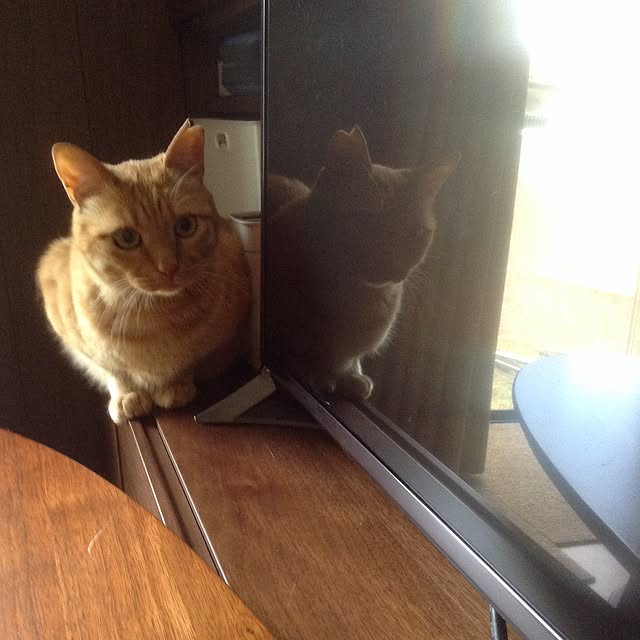 chikaさんの実例写真