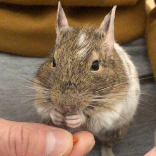 chirorinさんの実例写真
