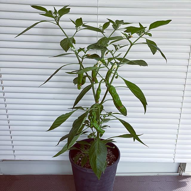 tararaさんの部屋