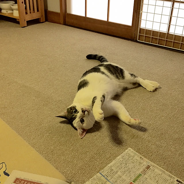 yocchiさんの実例写真