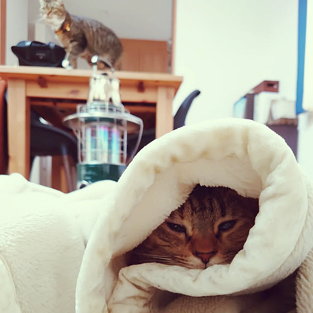 mochicoさんの実例写真