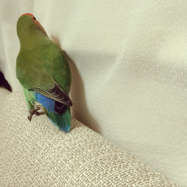 Rechanさんの実例写真