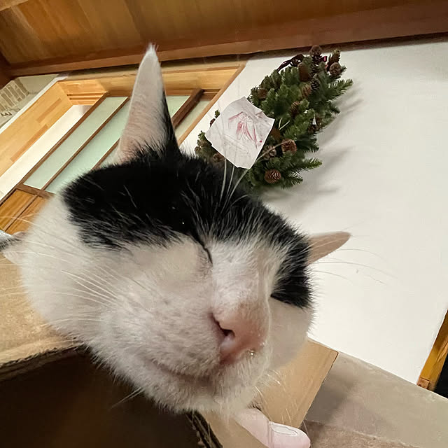nekosamaさんの実例写真
