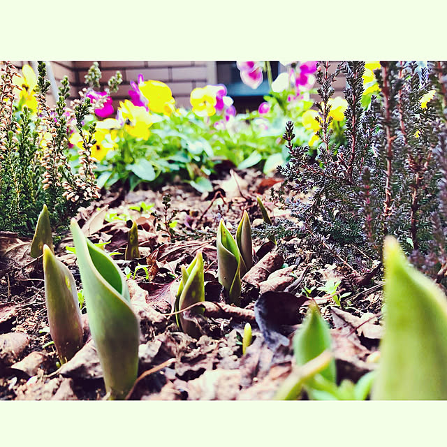 チューリップの芽/花のある暮らし/築17年目/癒し/RCの皆さまに感謝♡...などのインテリア実例 - 2022-02-17 22:33:15