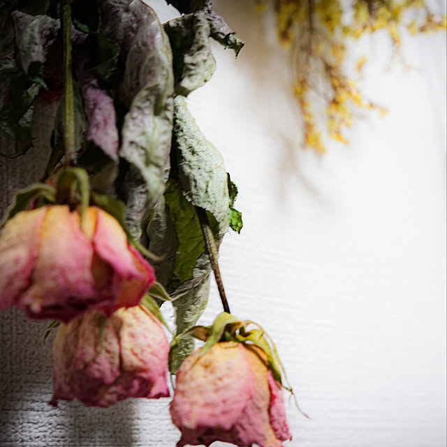 Sakuraさんの実例写真