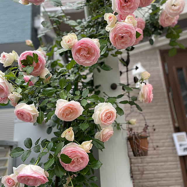 yoko_petitbonheurさんの実例写真