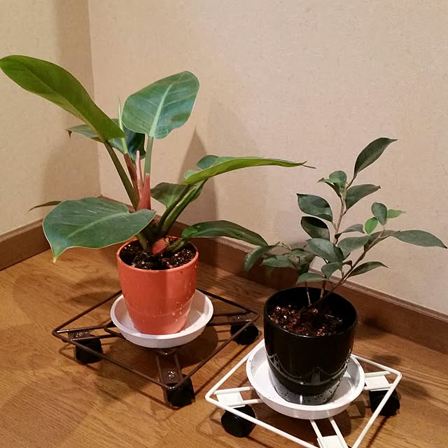 annさんの実例写真