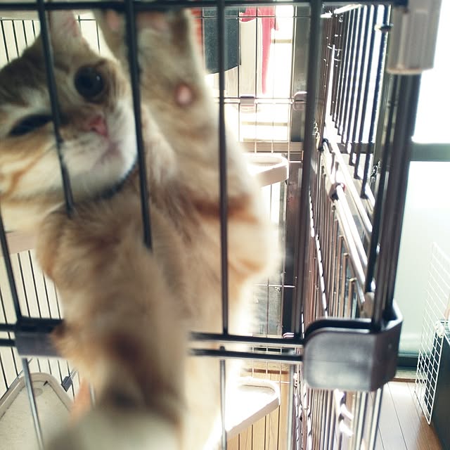 fruityanさんの実例写真