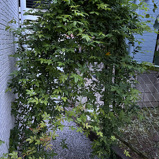 yuyuさんの実例写真