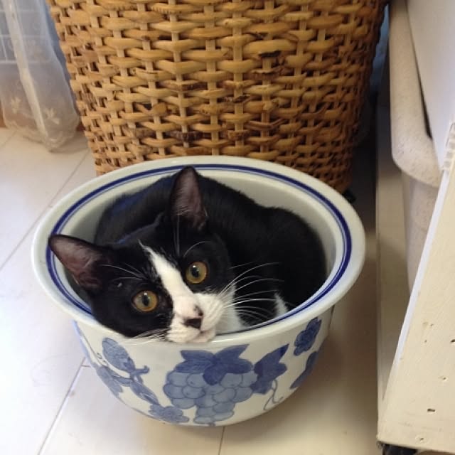 kimishigureさんの実例写真