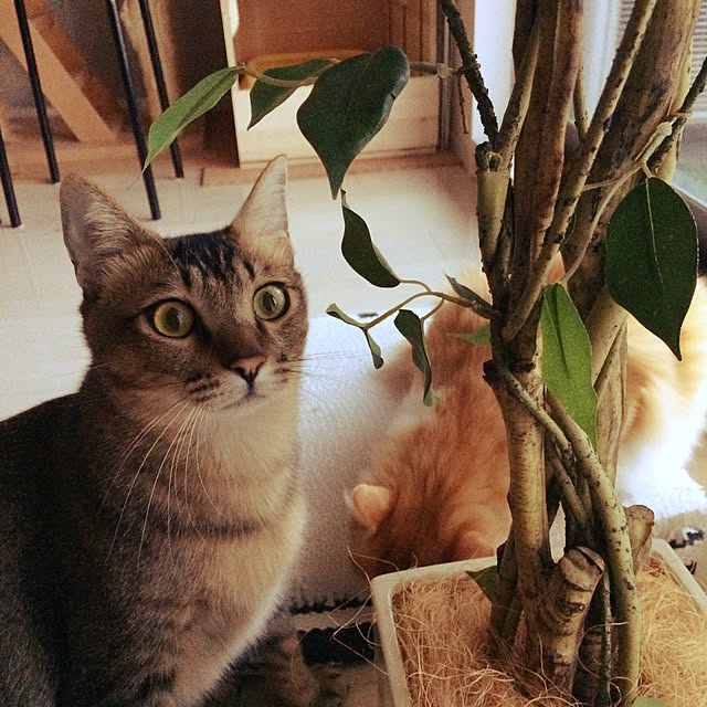 Reikoさんの実例写真