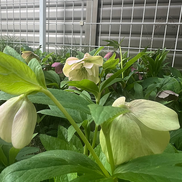 chi_gogaさんの部屋