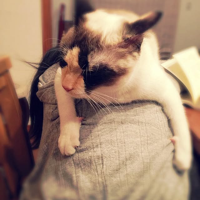 実例写真