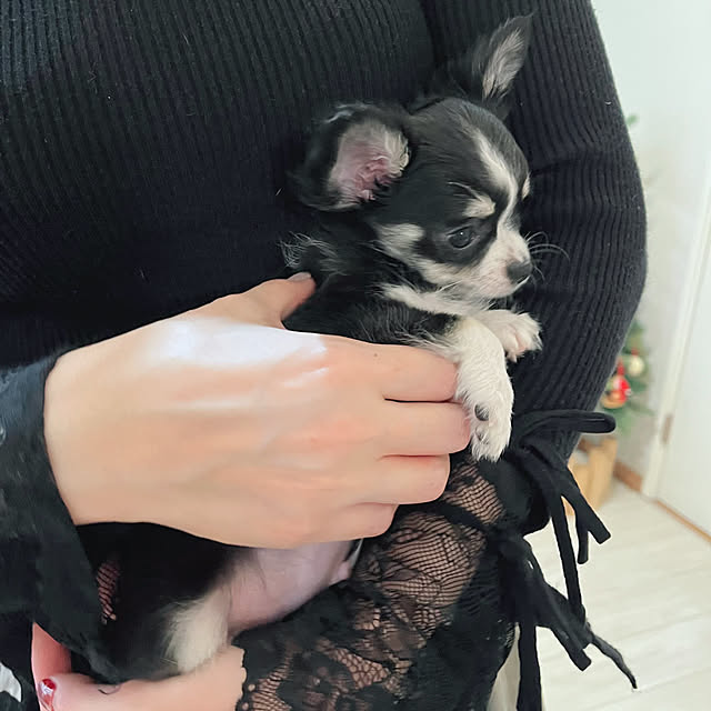 serotiさんの部屋