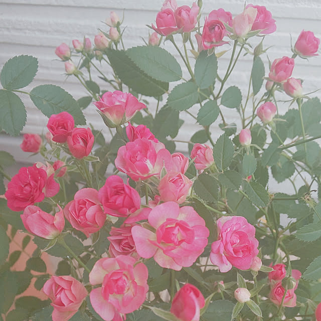 ksyf-naturalさんの実例写真