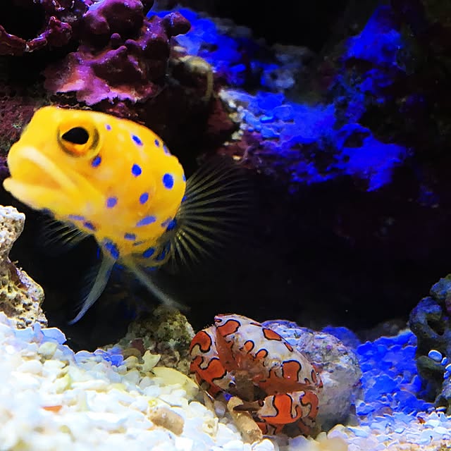 aquarium_seaさんの実例写真
