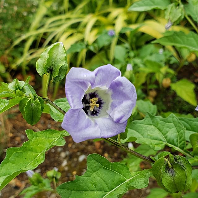 chidorinさんの実例写真