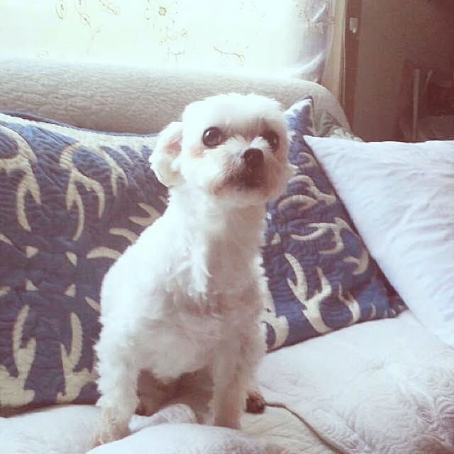chiiico.yuko.さんの実例写真