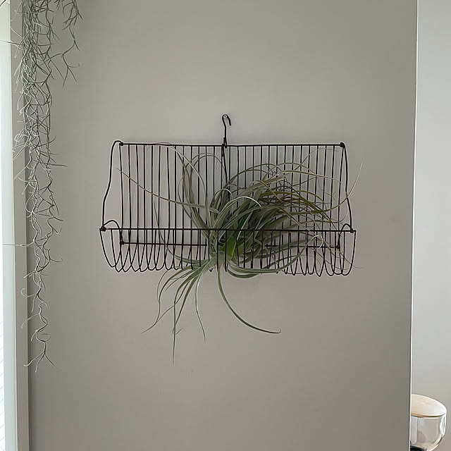 植物のある暮らし/エアープランツ/観葉植物/リノベーション/リノベーションマンション...などのインテリア実例 - 2021-04-25 16:54:51