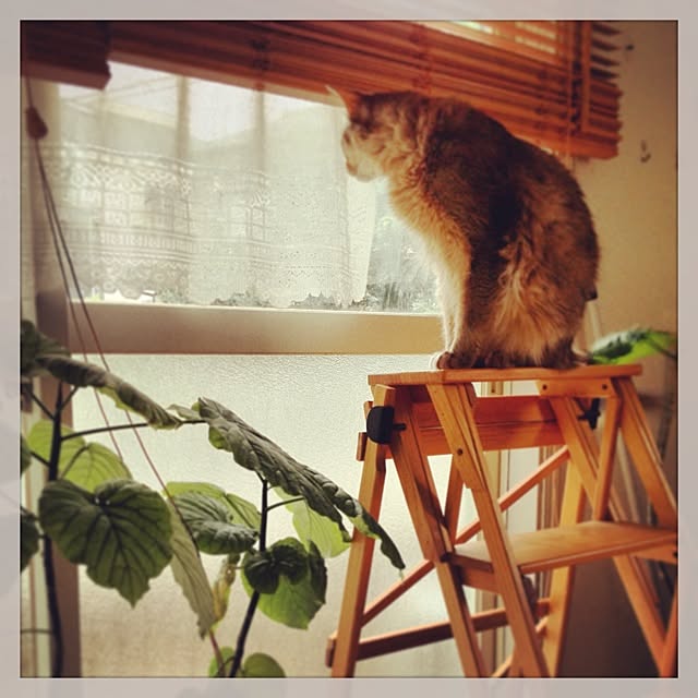 ayaKawasakiさんの実例写真