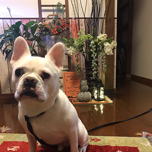 gin_mamaさんの実例写真