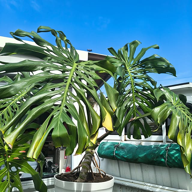 Rubiconさんの実例写真