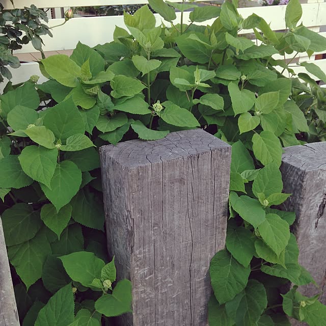 matricariaさんの実例写真