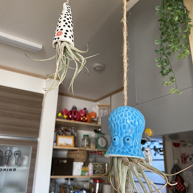 観葉植物/キッチンのインテリア実例 - 2021-02-03 15:30:39