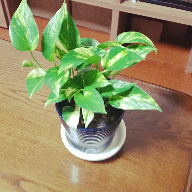 tomotanさんの実例写真