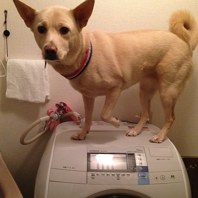 himawariさんの実例写真