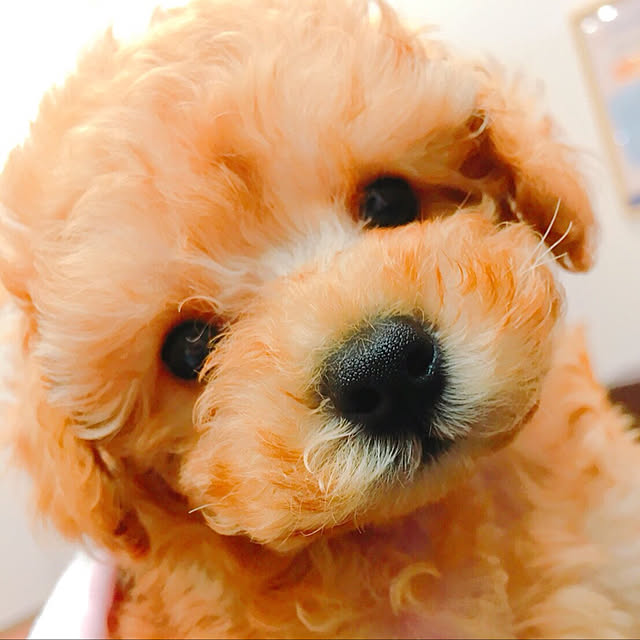 CHiKAさんの実例写真