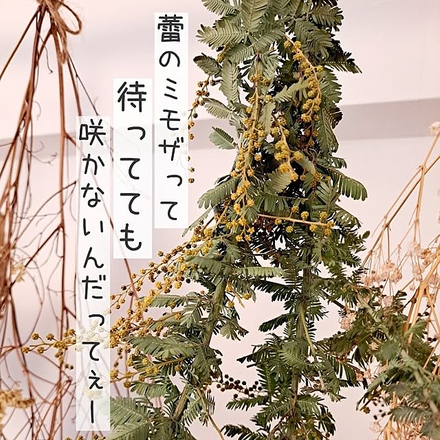 kankanmom_horn_5catsさんの部屋