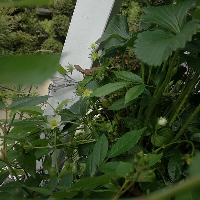 jjjiyasiさんの実例写真