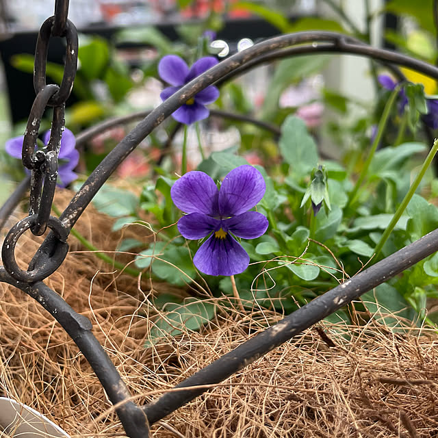 shiropenguinさんの部屋