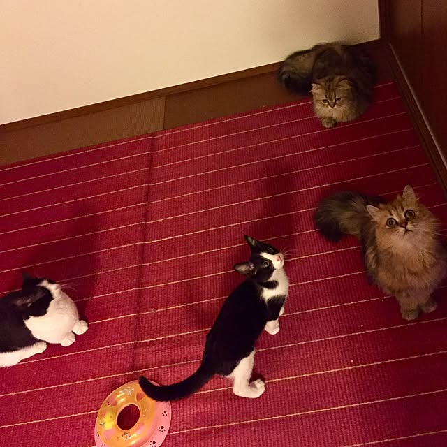 butachanさんの実例写真