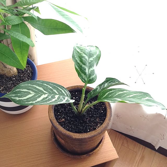 mipocoさんの実例写真
