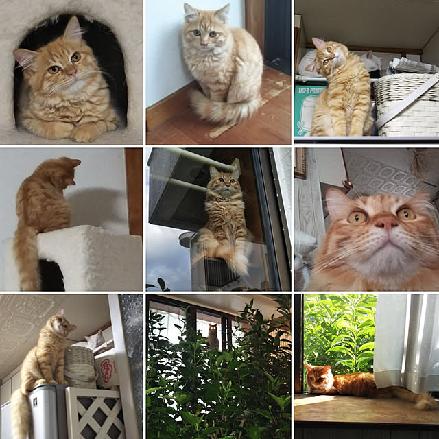 gabさんの実例写真