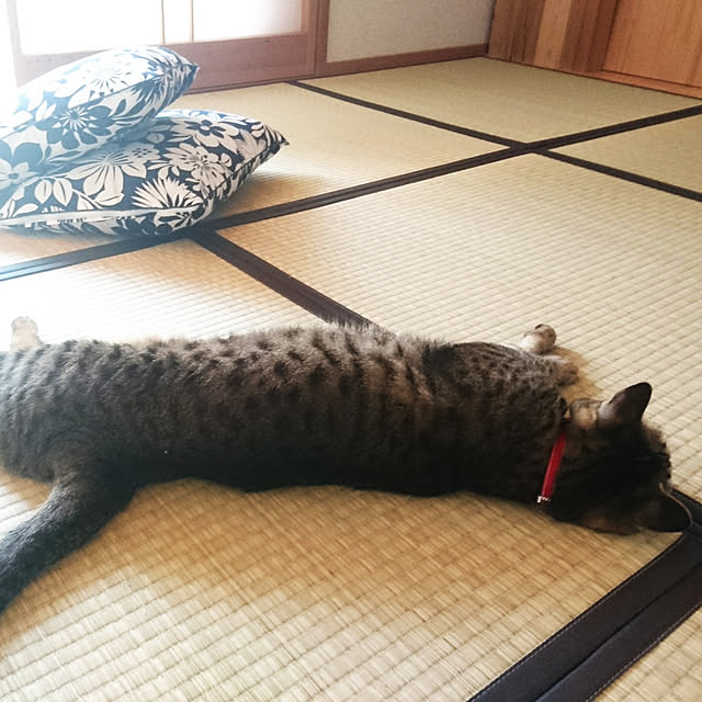 meguさんの実例写真