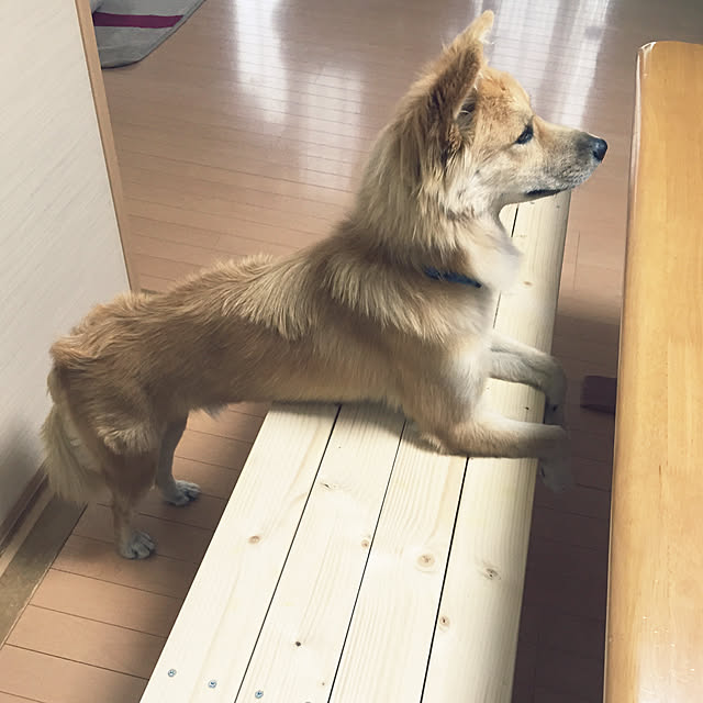 kaoriさんの実例写真
