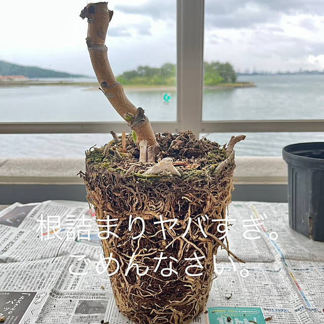 amさんの実例写真