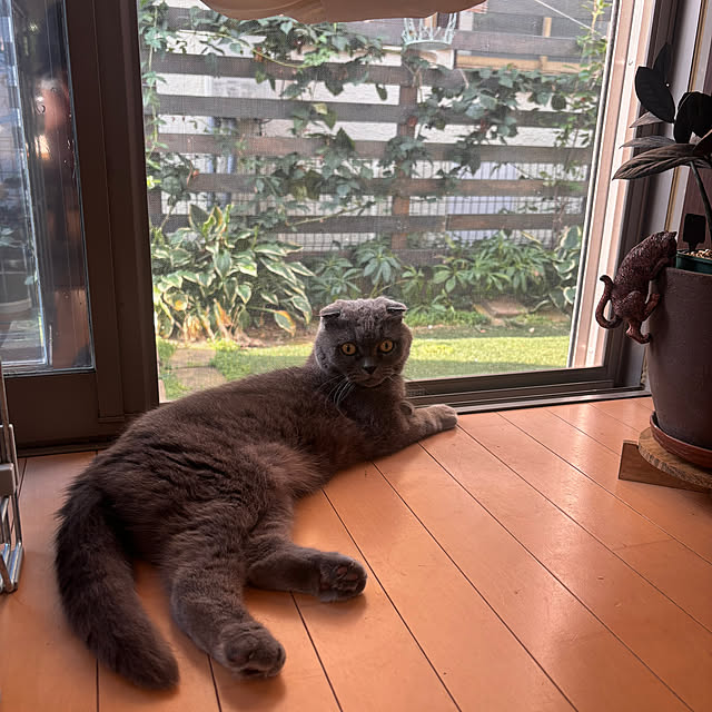 greycatsさんの部屋