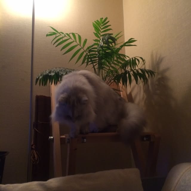 リビング/観葉植物/DIY/ペット/照明のインテリア実例 - 2014-02-06 00:53:45