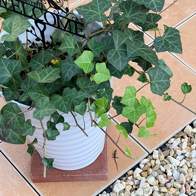 chokoさんの実例写真