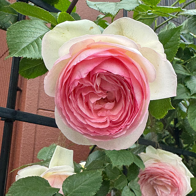 RoseLife5818さんの部屋