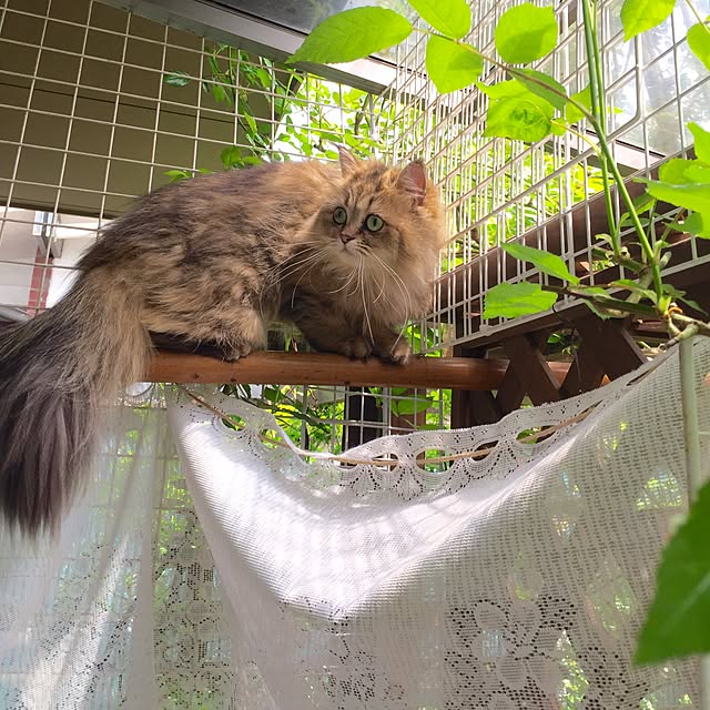 butachanさんの実例写真