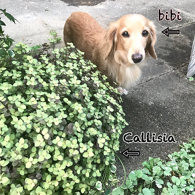 bibianさんの実例写真
