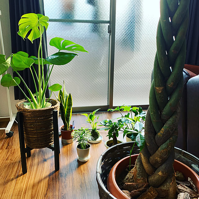 観葉植物/玄関/入り口のインテリア実例 - 2021-09-27 17:11:29
