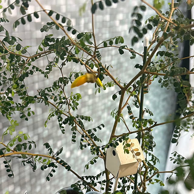 mentaさんの実例写真