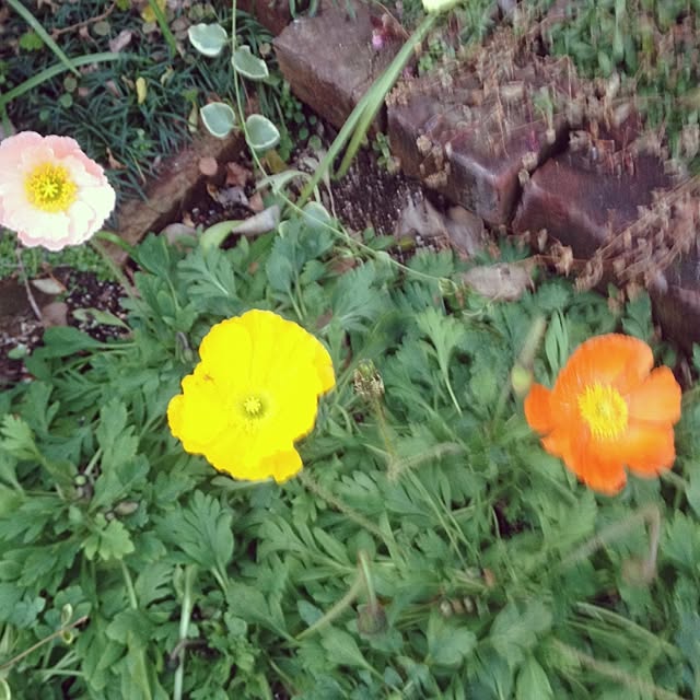 1118nlmiyuommaさんの実例写真