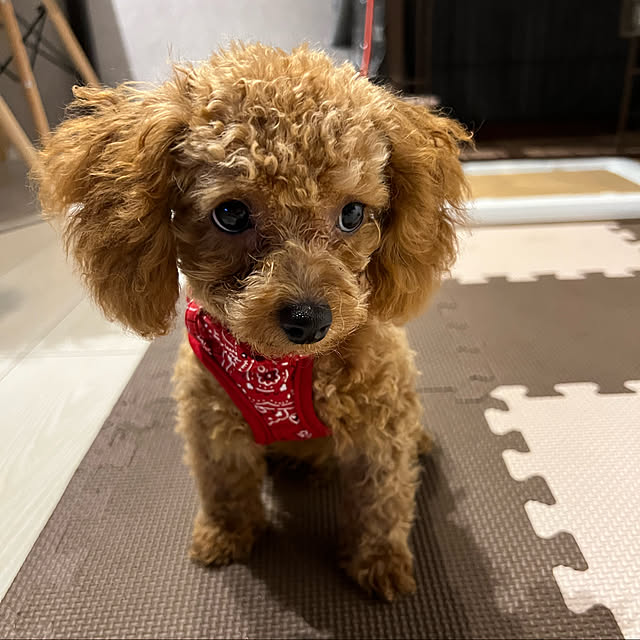 ya-coさんの実例写真